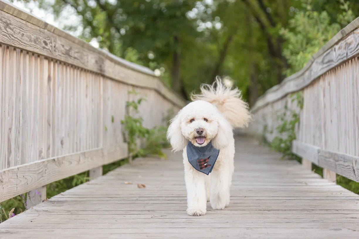 Pets photo 45 of 76 by K Schulz Photography