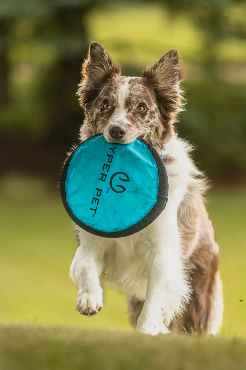 6 Tips for Dog Enrichment, photo 1 of 5