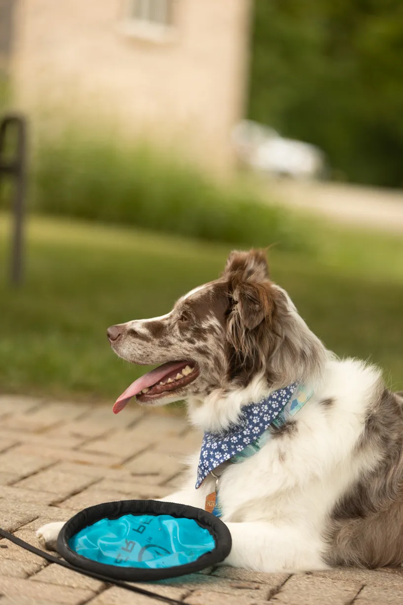 6 Tips for Dog Enrichment, photo 2 of 5
