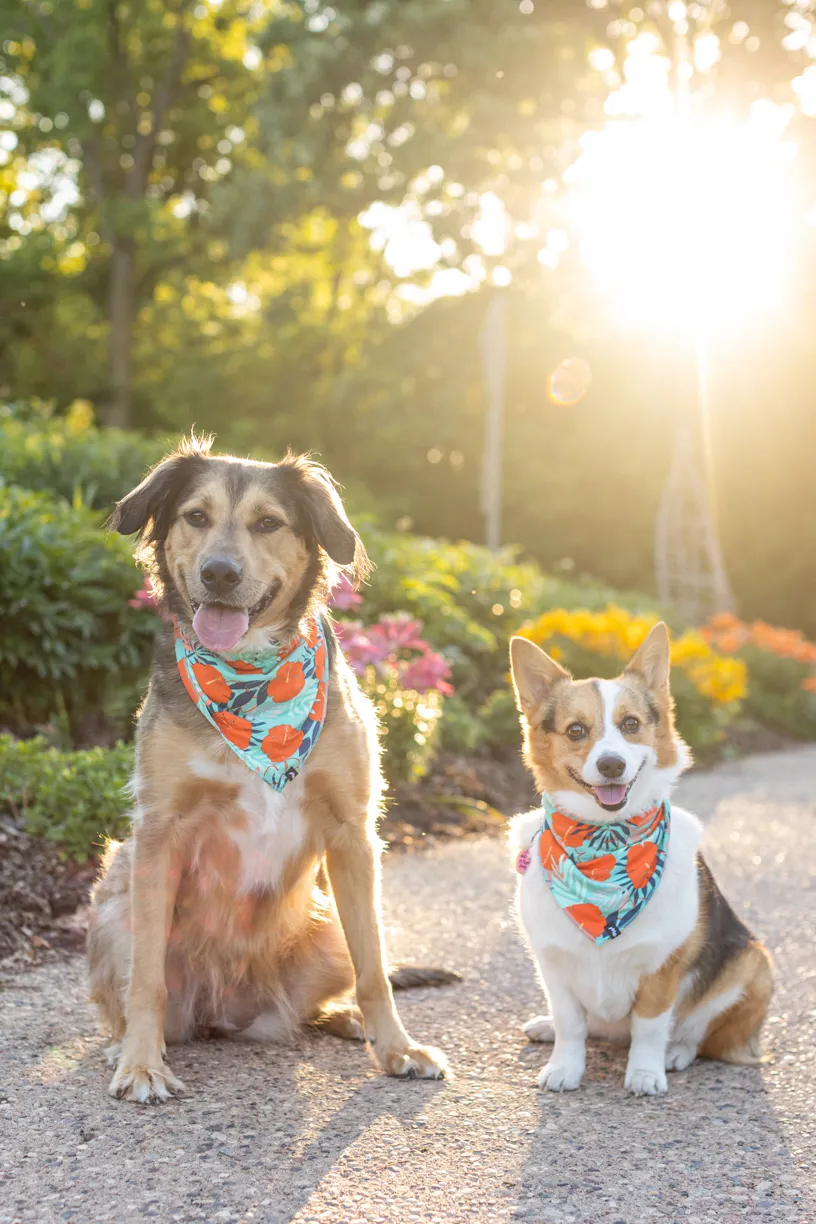 Pets photo 46 of 76 by K Schulz Photography