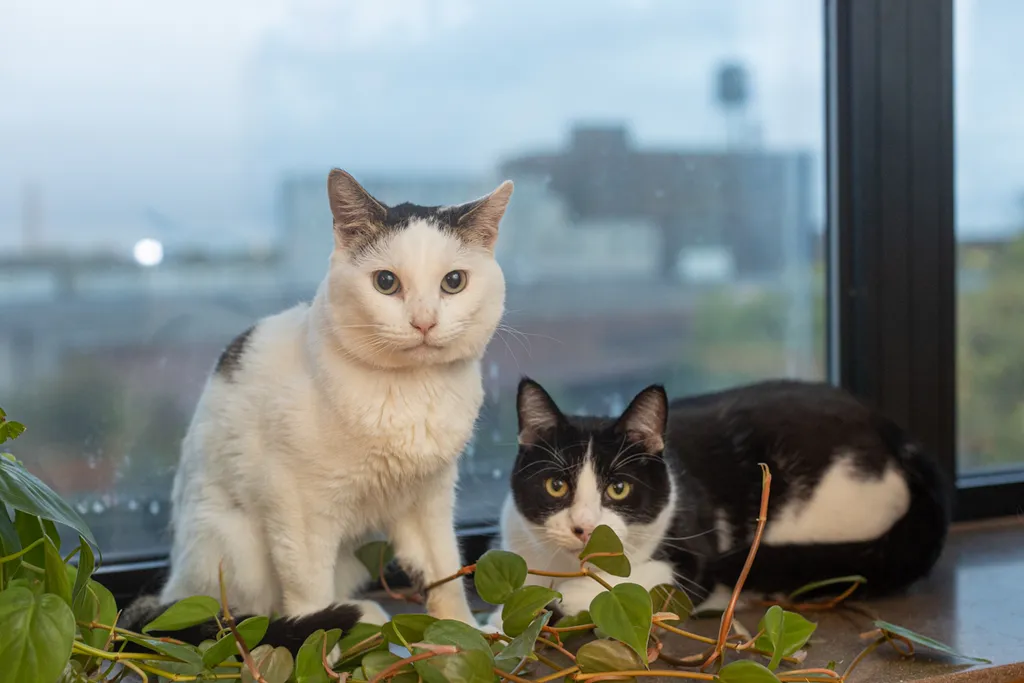 senior pet bucket list. end of life session for cat