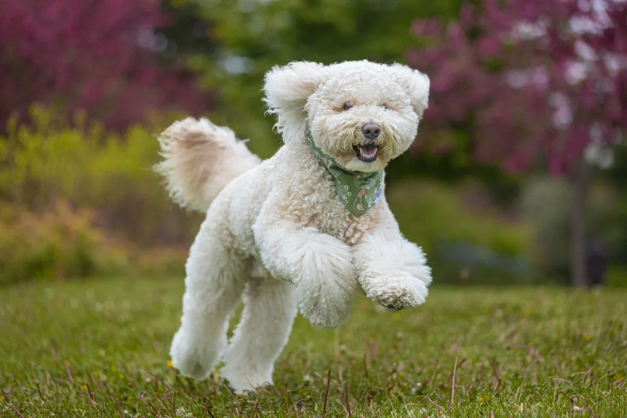 Pets photo 49 of 76 by K Schulz Photography