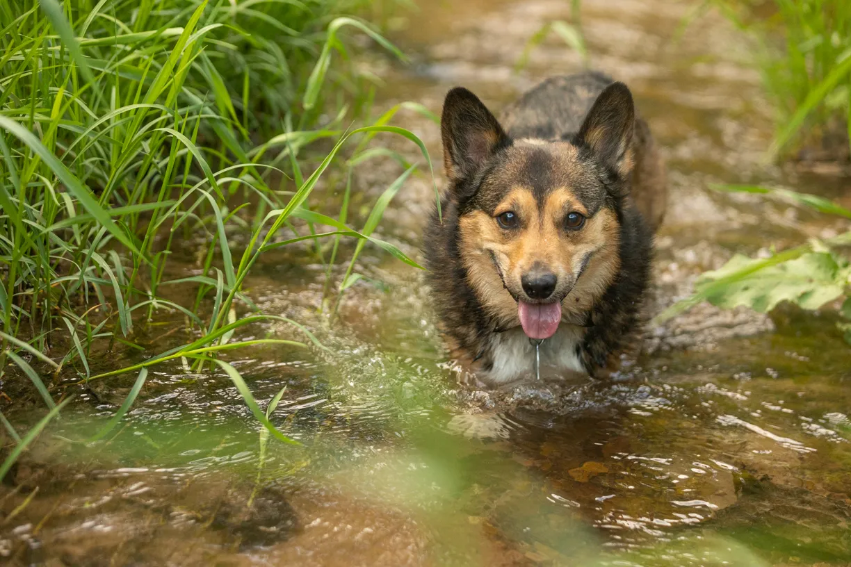 Pets photo 16 of 76 by K Schulz Photography