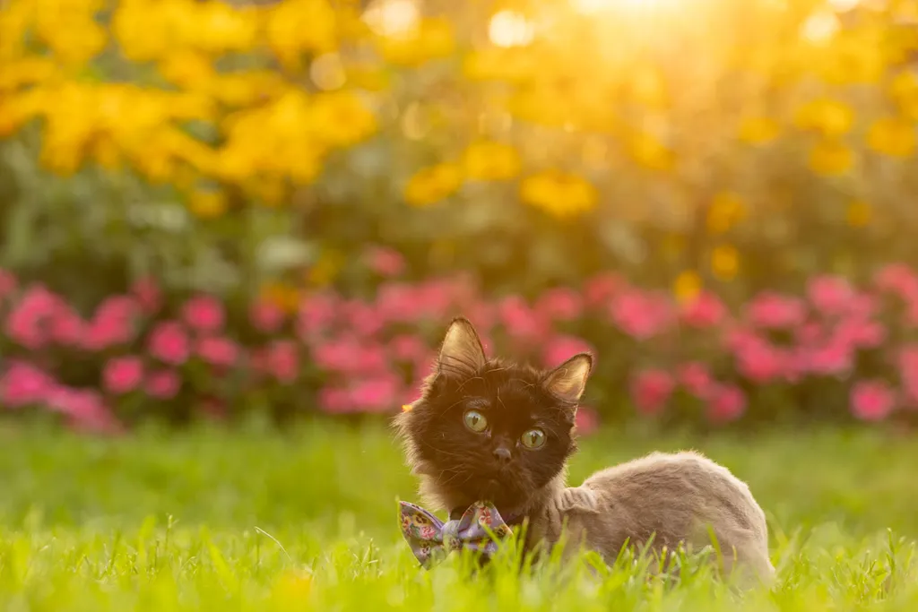 cat sitting in grass in front of colorful flowers