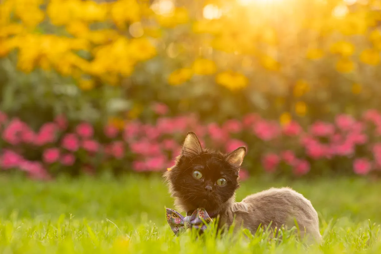 Pets photo 9 of 76 by K Schulz Photography