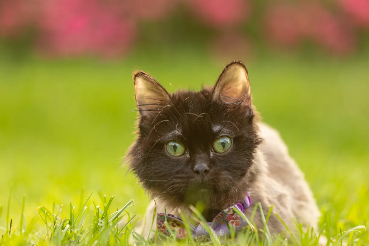 Pets photo 51 of 76 by K Schulz Photography