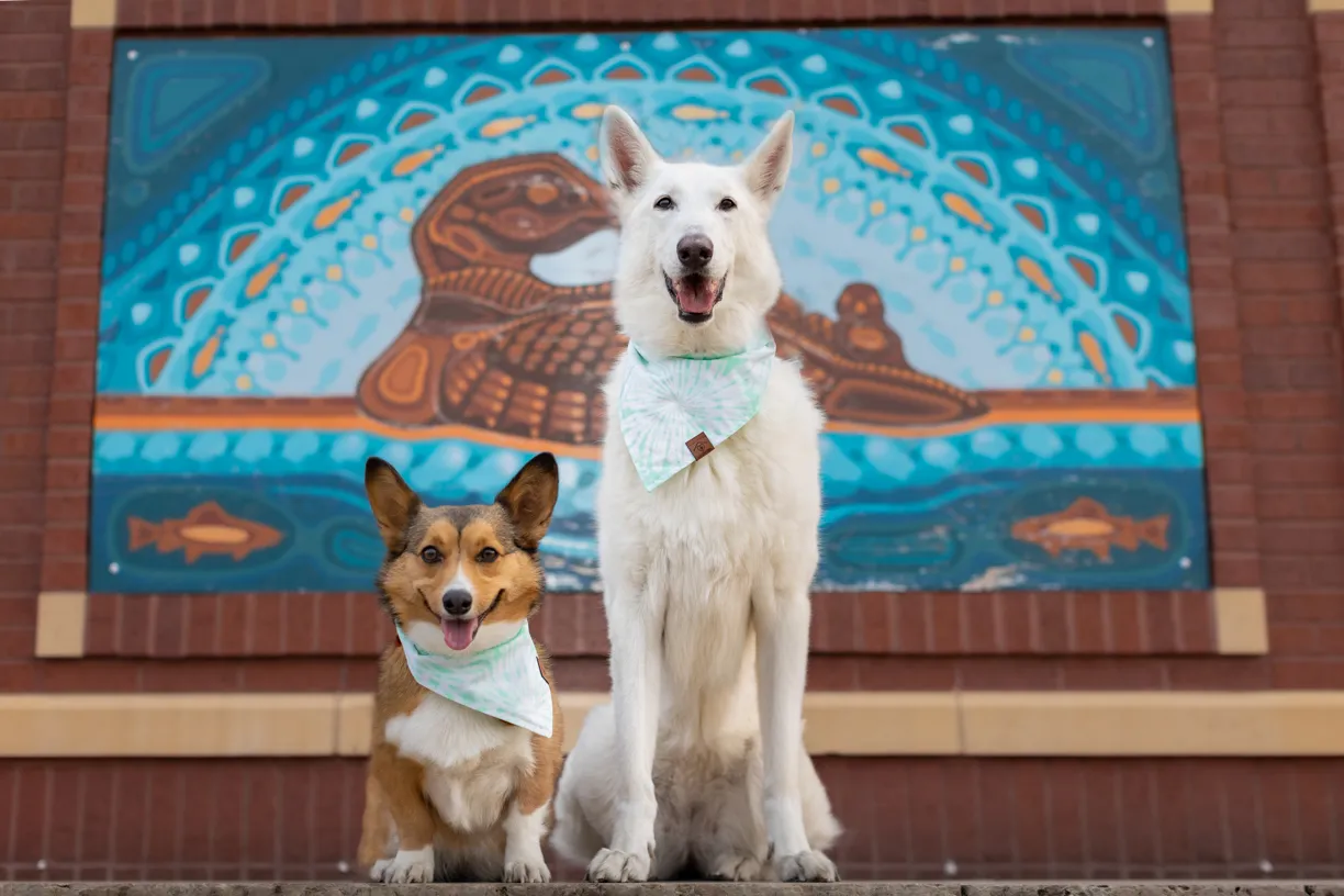 Pets photo 53 of 76 by K Schulz Photography