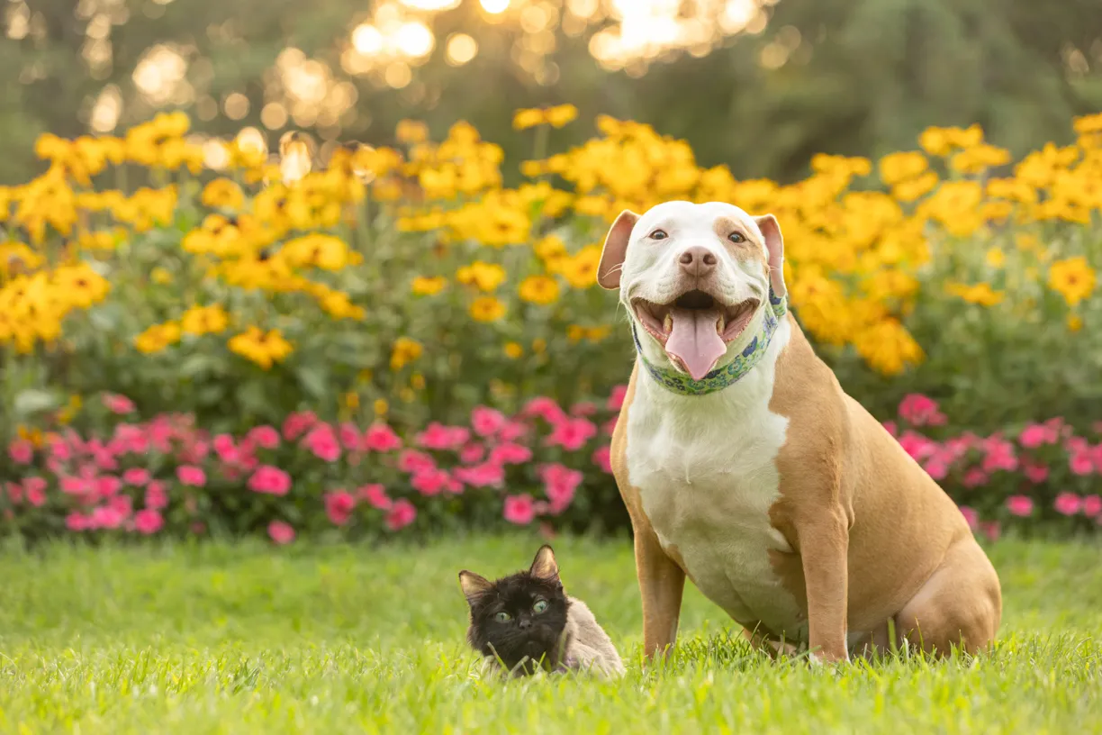 Photo from Katie and Yoyo and Pansy’s session
