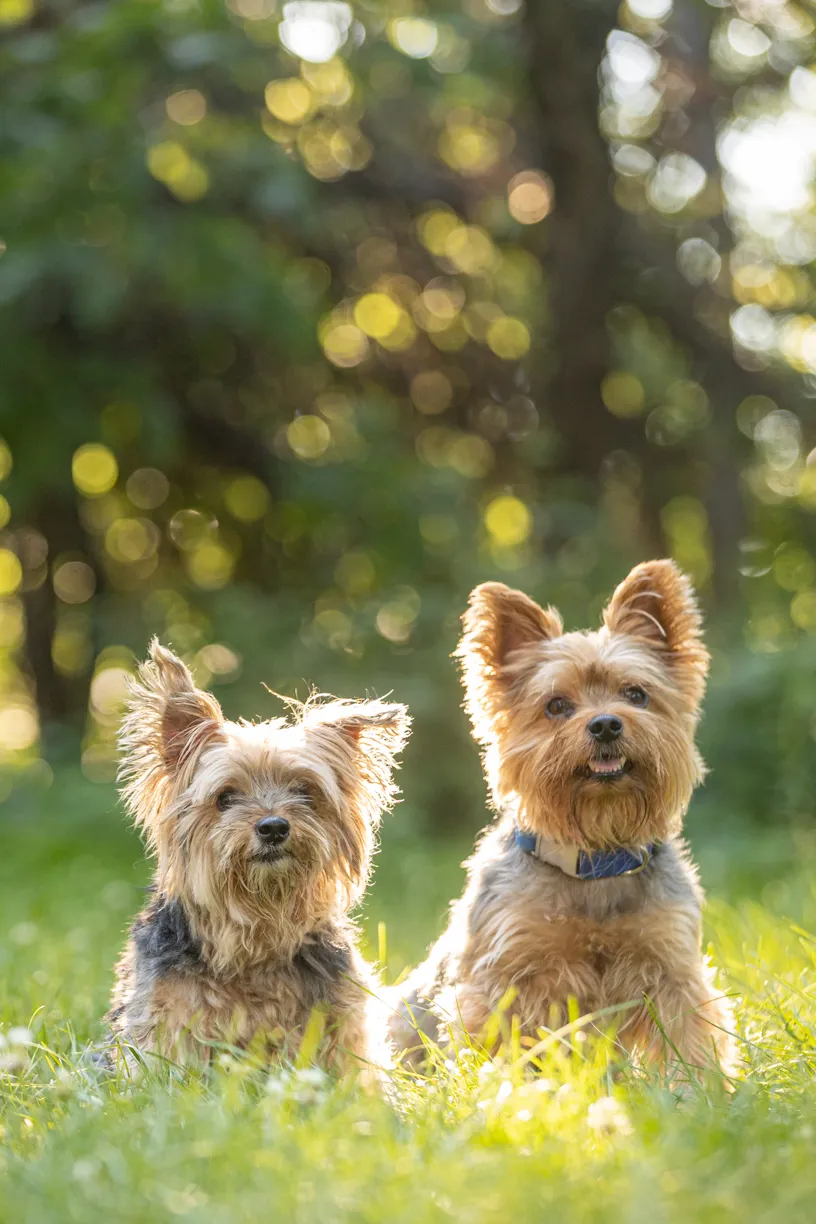 Pets photo 55 of 76 by K Schulz Photography