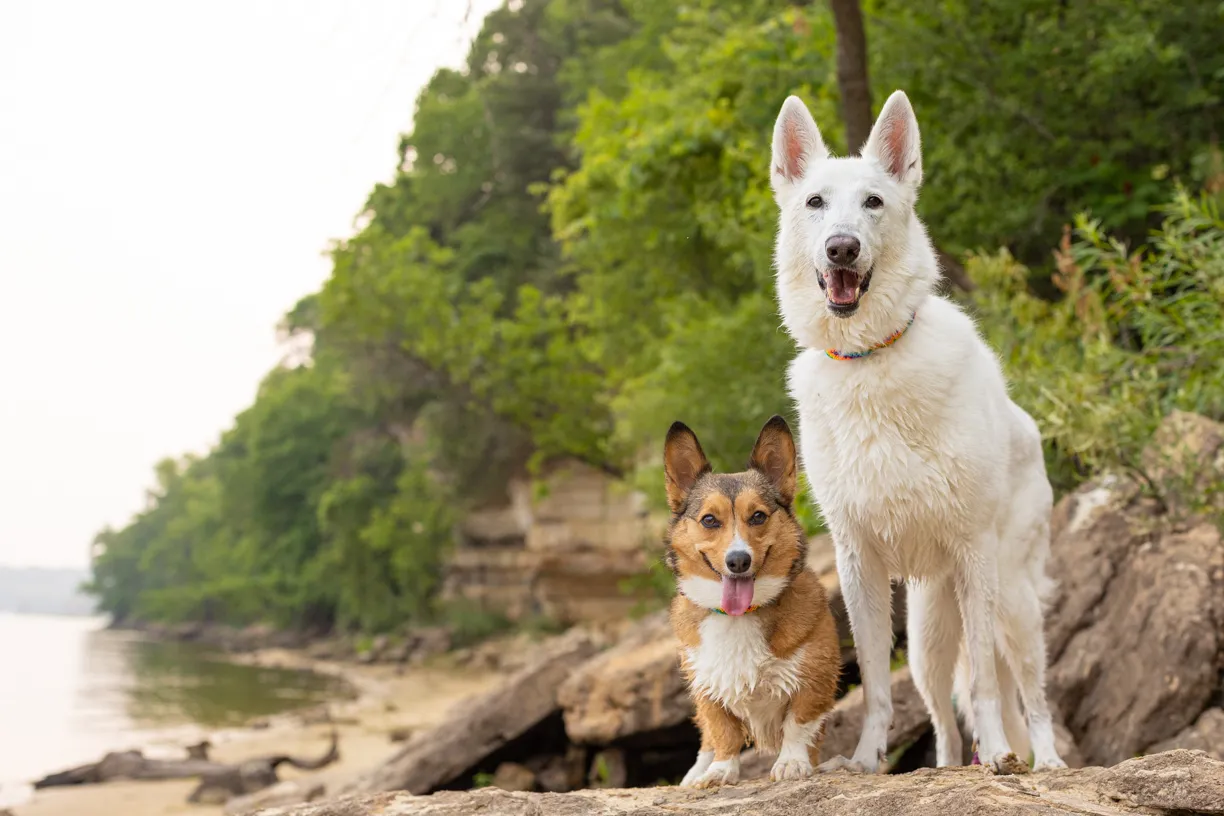 Photo from Shannon and Frosty and Twinkie’s session