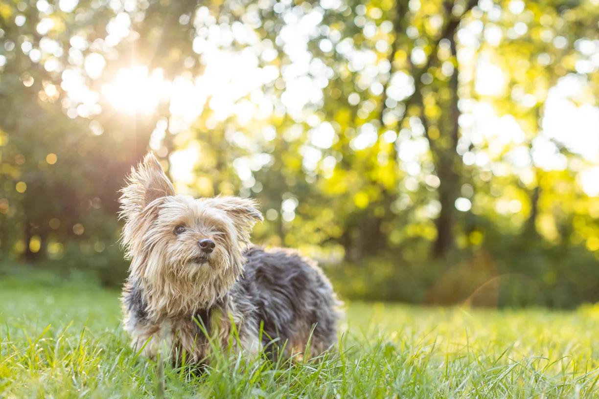 Photo from Siera and Rocky’s session