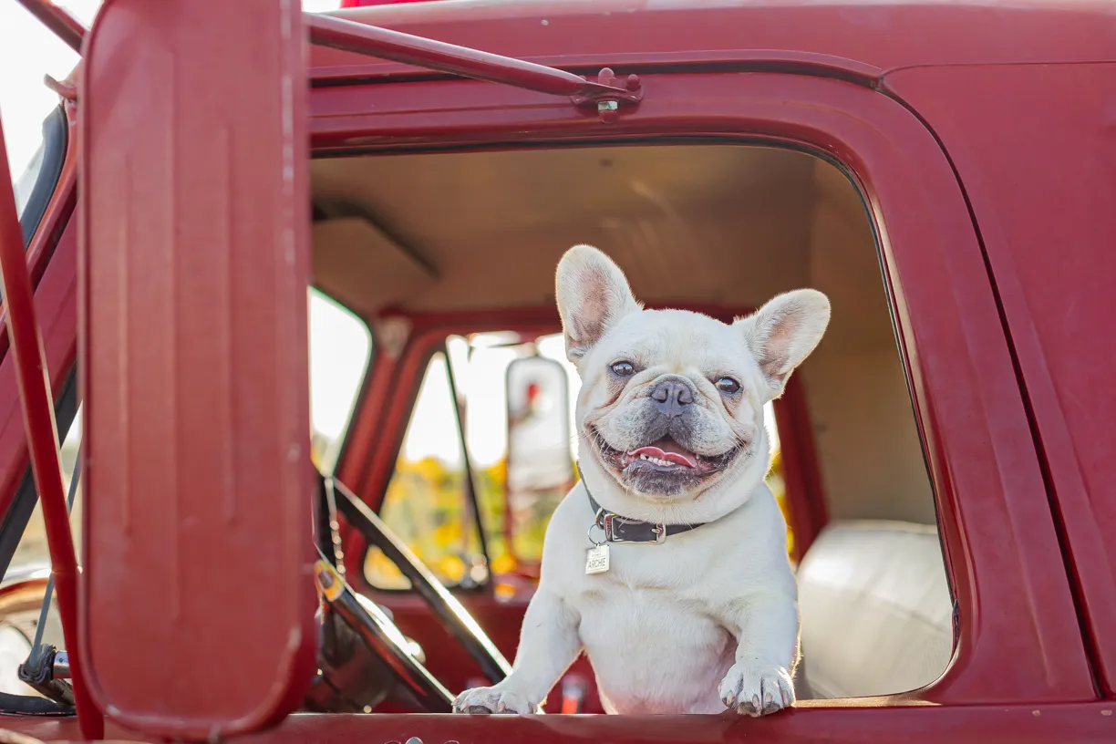 Pets photo 15 of 76 by K Schulz Photography