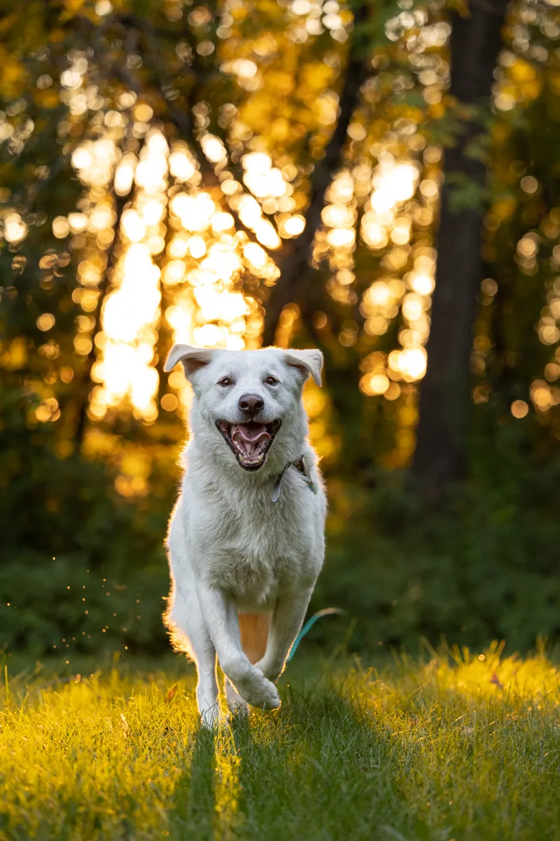 White dog running toward the camera through a sunlit forest clearing