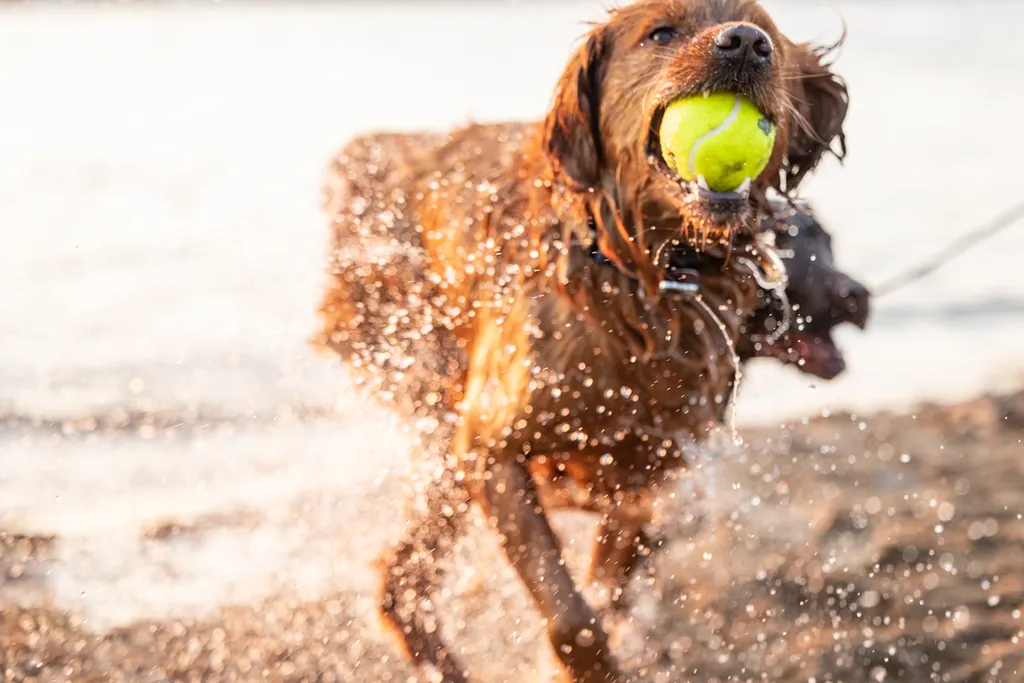 DIY doy toys with tennis balls