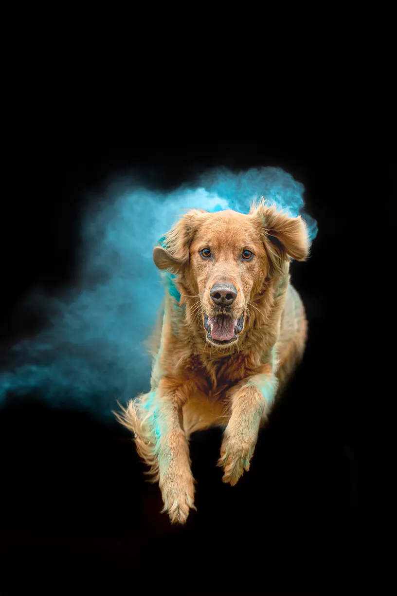 Golden retriever leaping through a cloud of blue powder on black