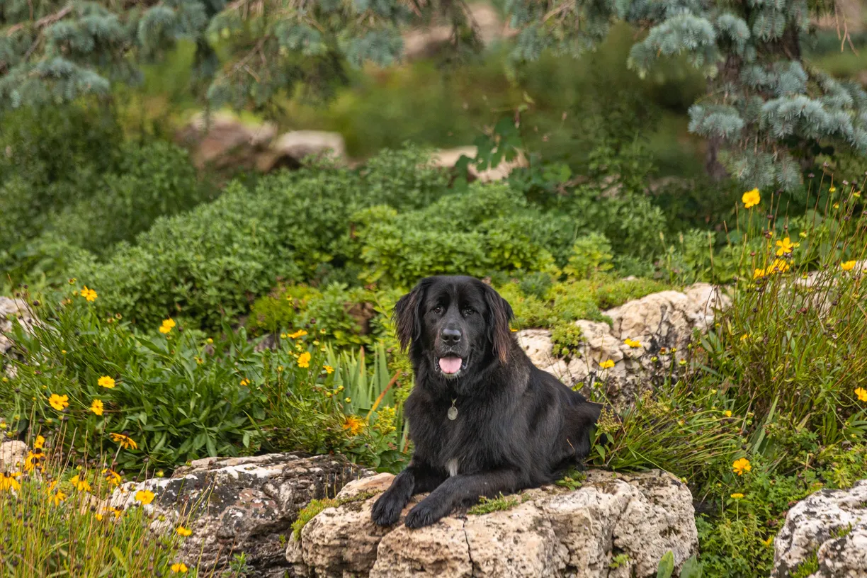 Pets photo 58 of 76 by K Schulz Photography