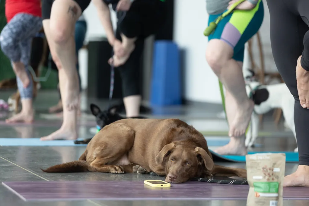 6 Tips for Dog Enrichment, photo 4 of 5