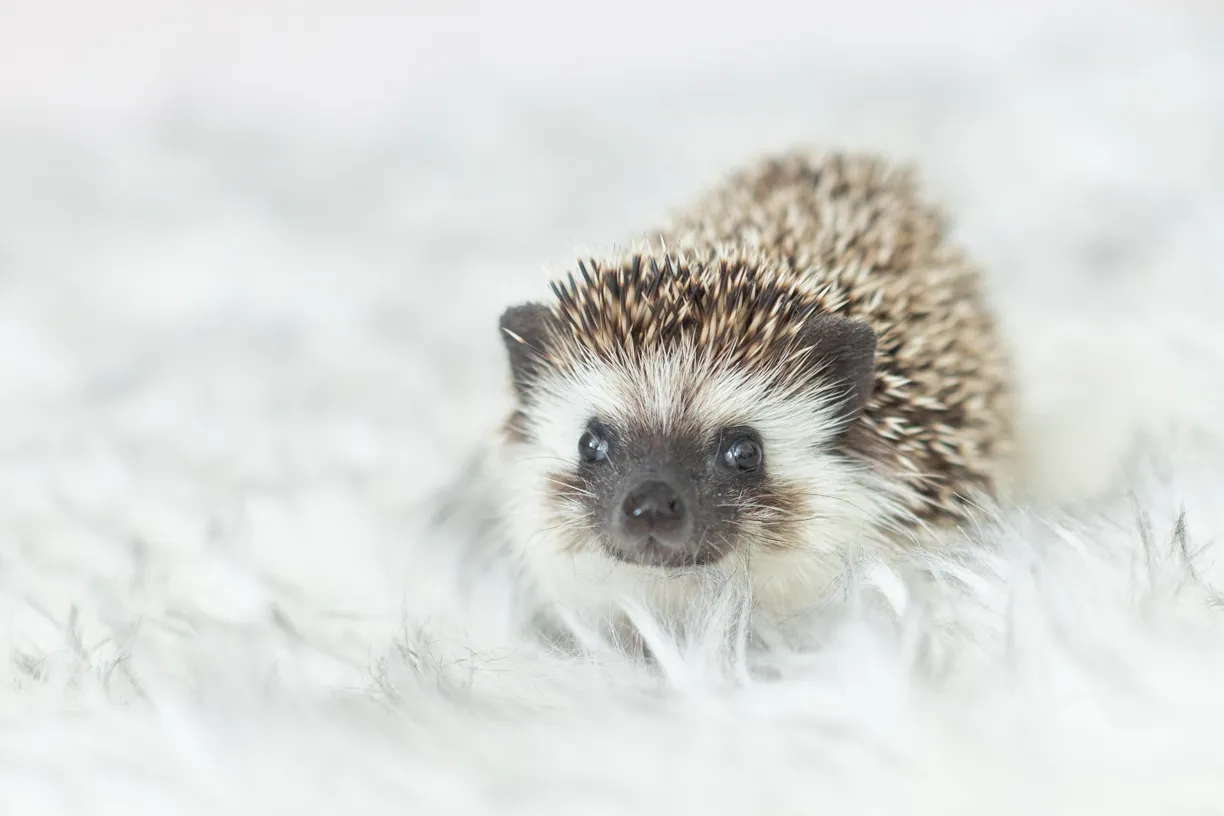 Pets photo 59 of 76 by K Schulz Photography