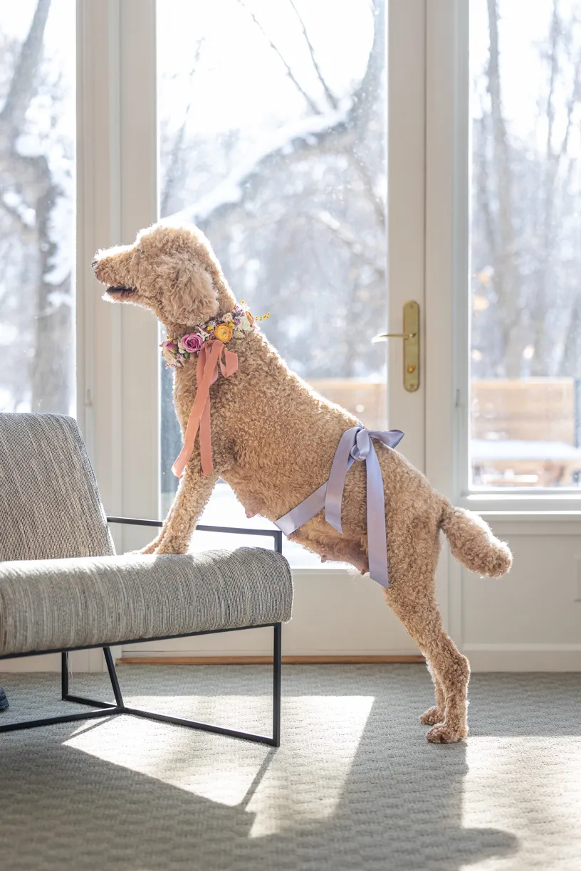 pregnant dog showing off belly
