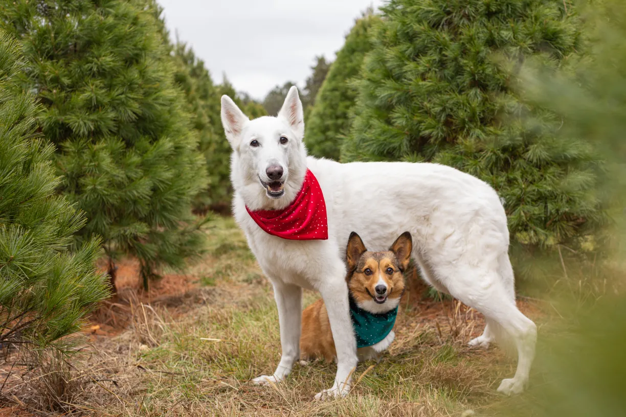 Pets photo 60 of 76 by K Schulz Photography