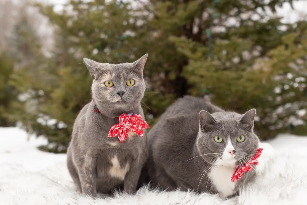 Pets photo 62 of 76 by K Schulz Photography