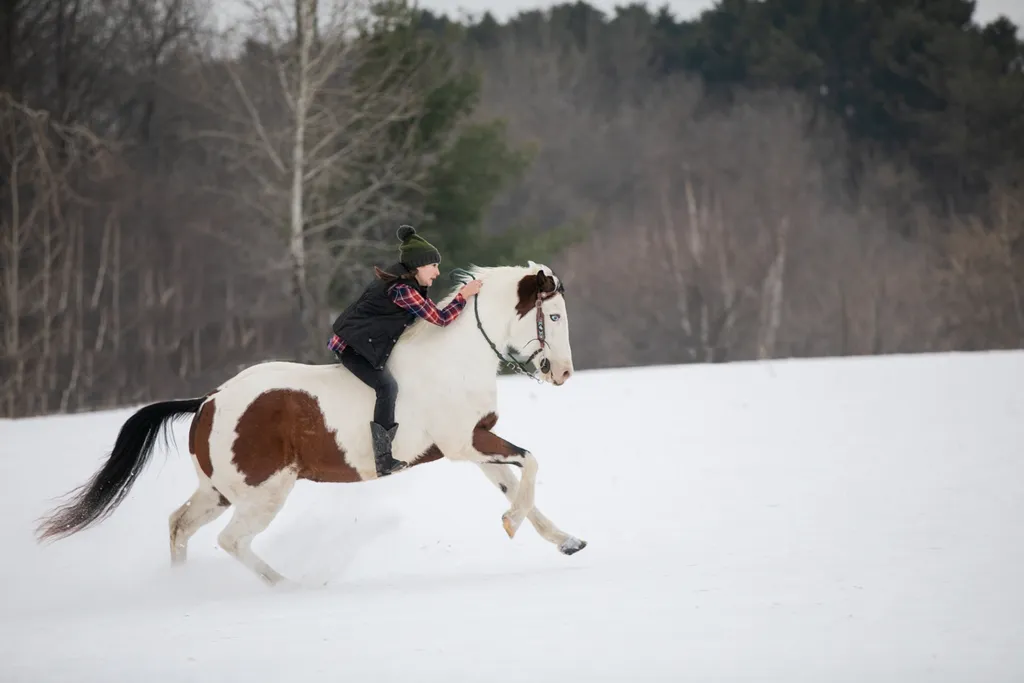 snow cover field, riding horse equestrian photography
