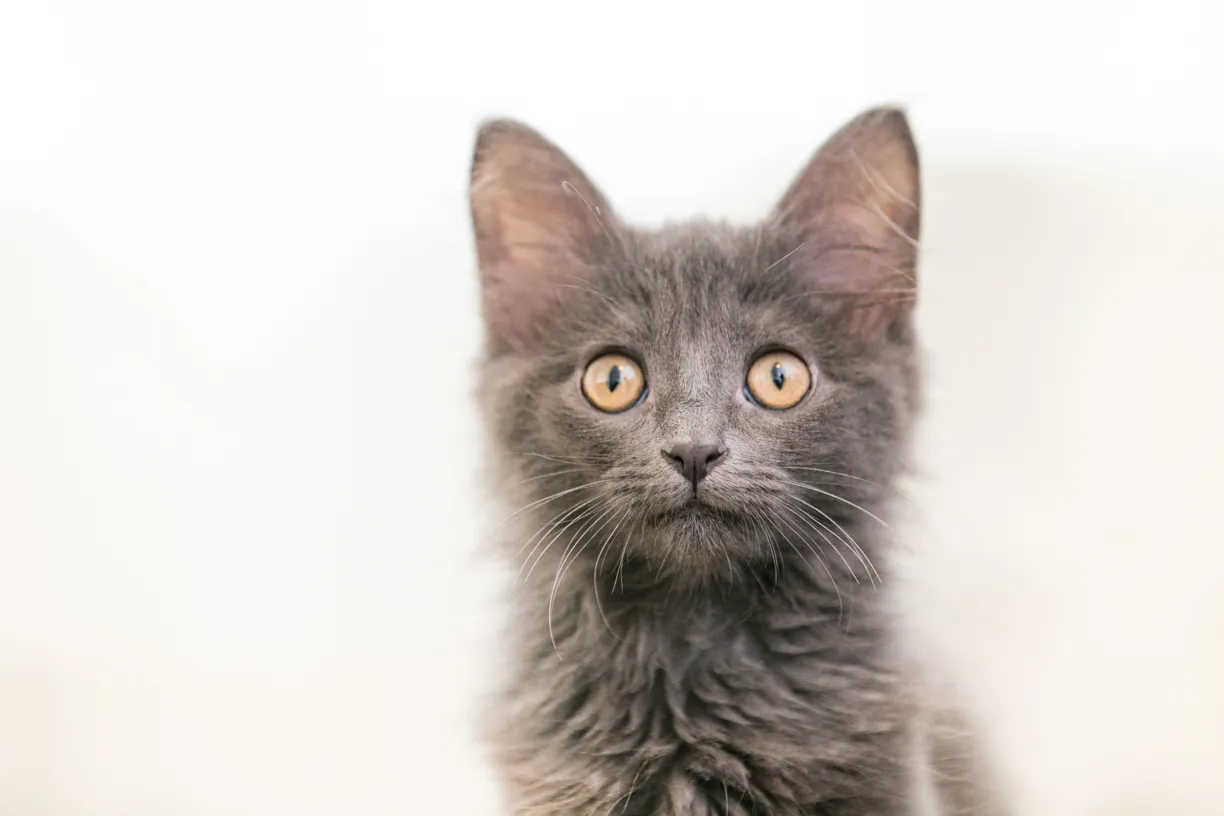 Pets photo 57 of 76 by K Schulz Photography
