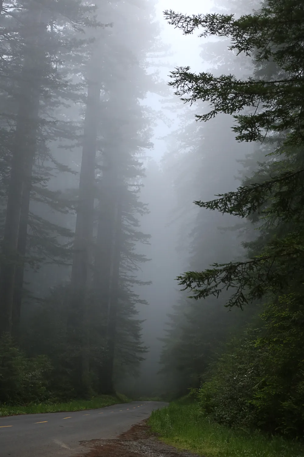 Fog in the redwoods