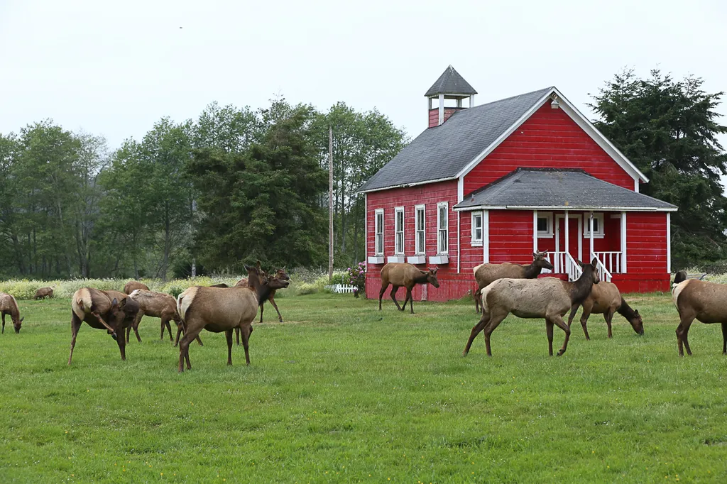 Elk in front of red barn