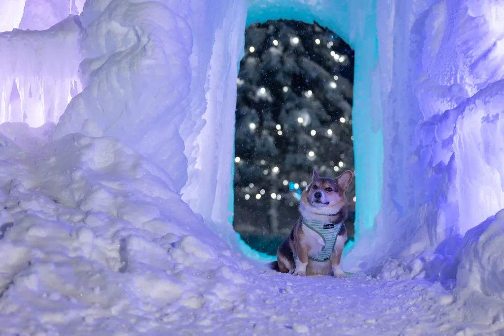 corgi sitting in ice doorway