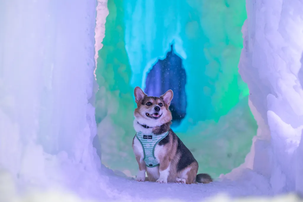 happy corgi