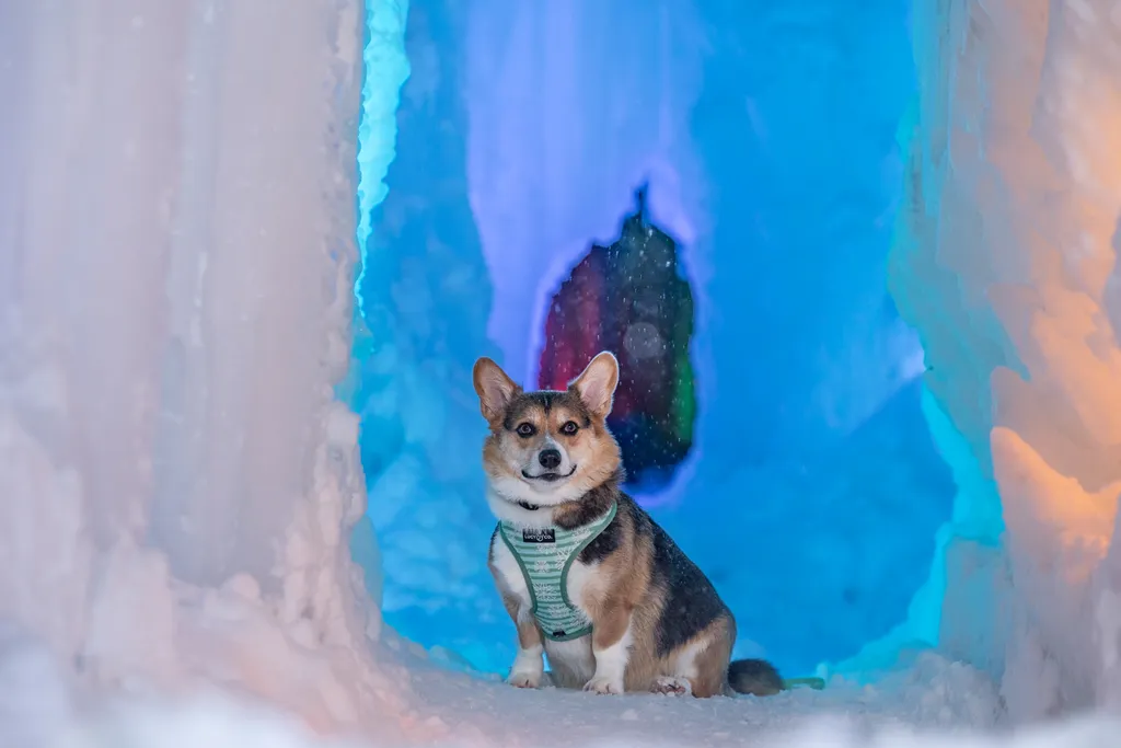 corgi inside ice palace
