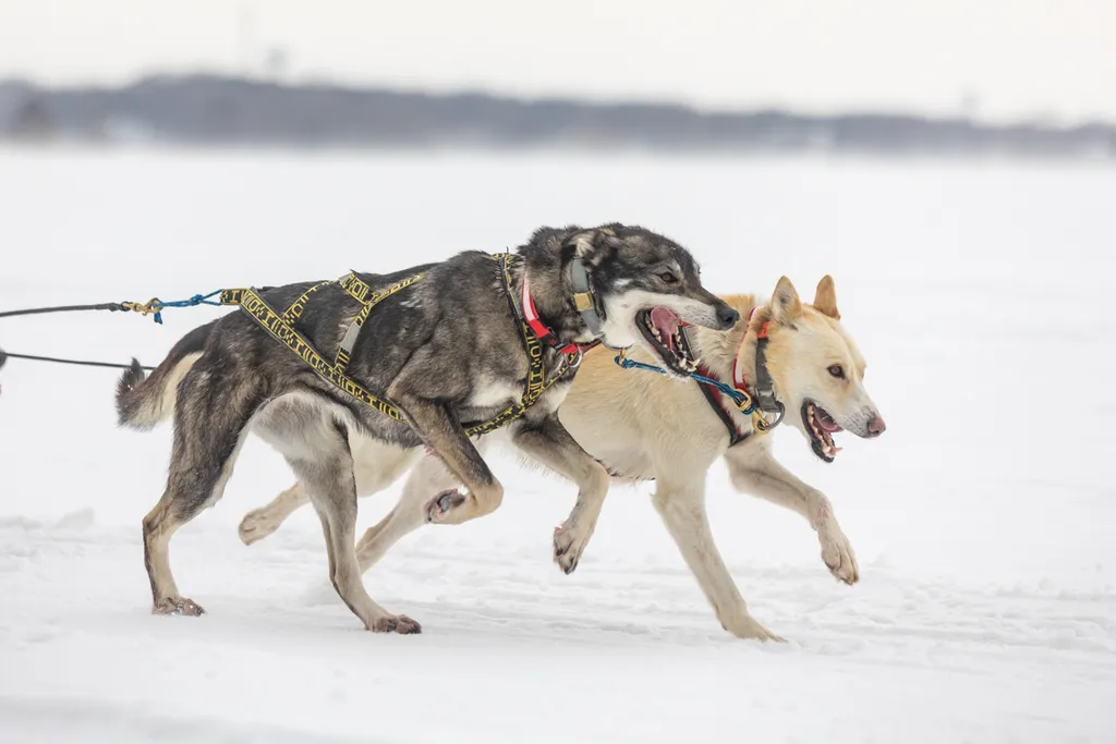 Klondike Dog Derby 2022 Lake Minnetonka, photo 13 of 29