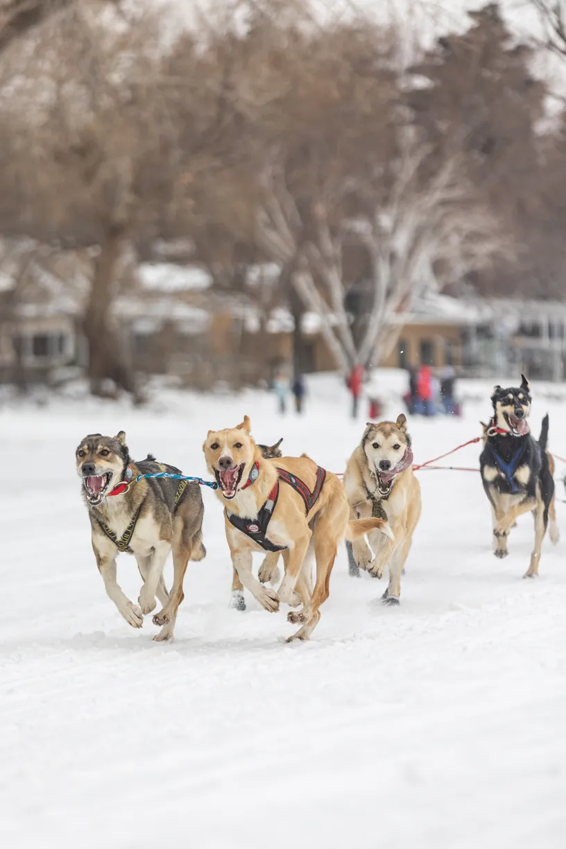 Klondike Dog Derby 2022 Lake Minnetonka, photo 18 of 29