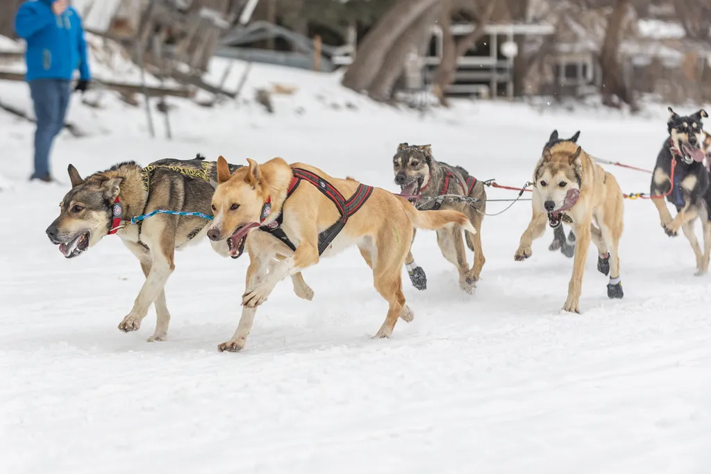 Klondike Dog Derby 2022 Lake Minnetonka, photo 17 of 29