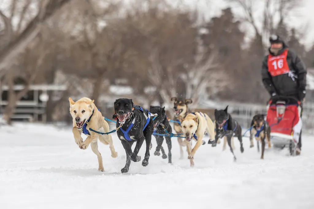 Klondike Dog Derby 2022 Lake Minnetonka, photo 22 of 29