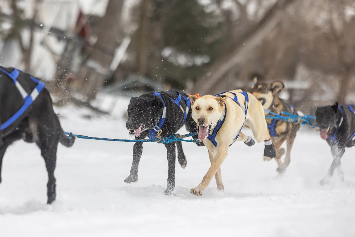 Cover photo for Klondike Dog Derby 2022 Lake Minnetonka