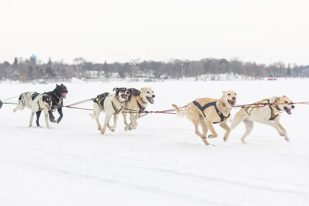 Klondike Dog Derby 2022 Lake Minnetonka, photo 29 of 29