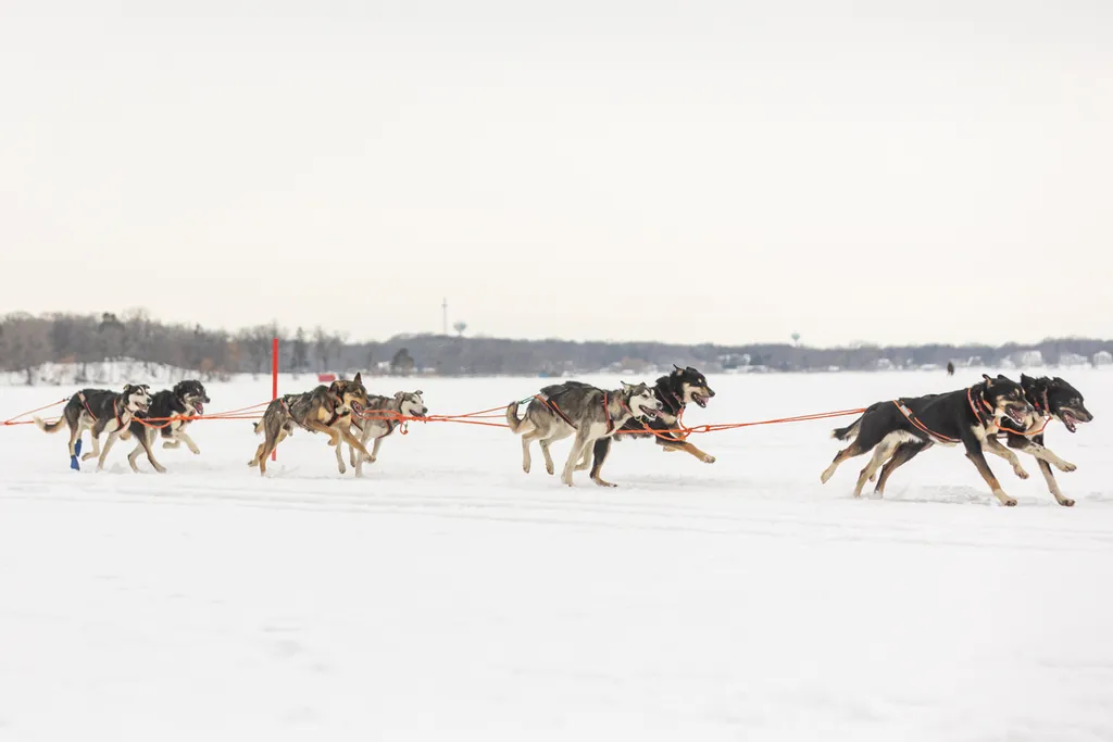 Klondike Dog Derby 2022 Lake Minnetonka, photo 5 of 29