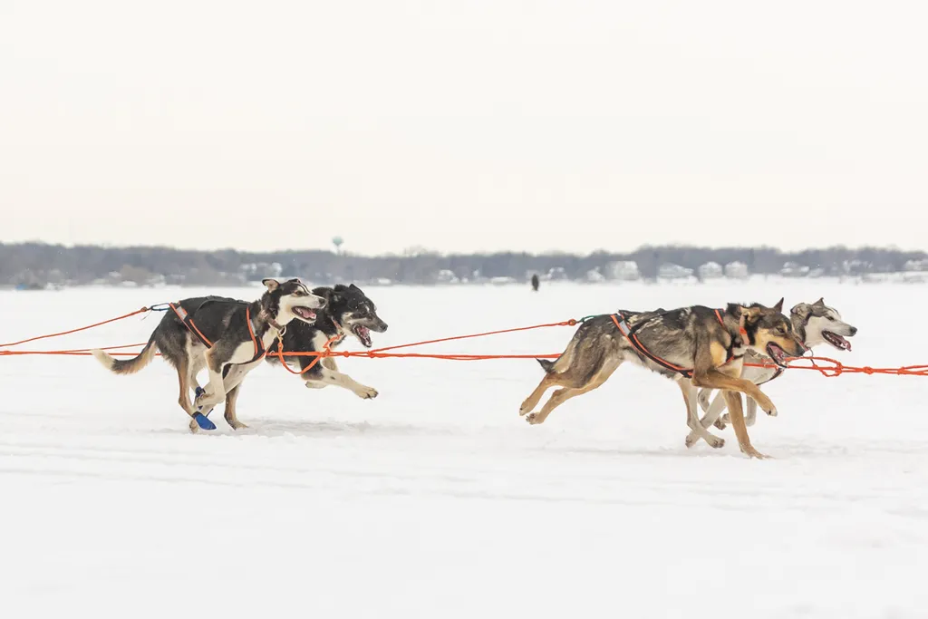 Klondike Dog Derby 2022 Lake Minnetonka, photo 6 of 29
