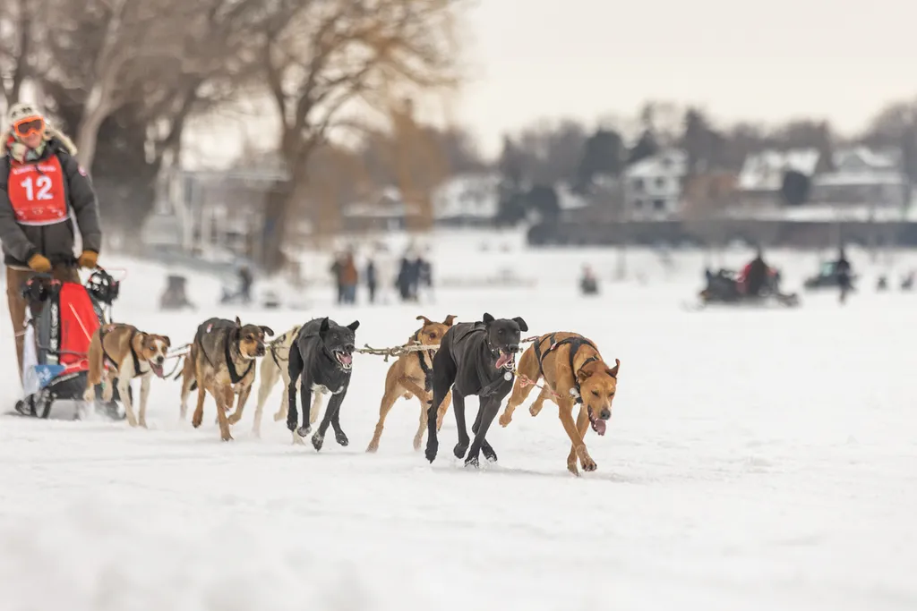 Klondike Dog Derby 2022 Lake Minnetonka, photo 8 of 29