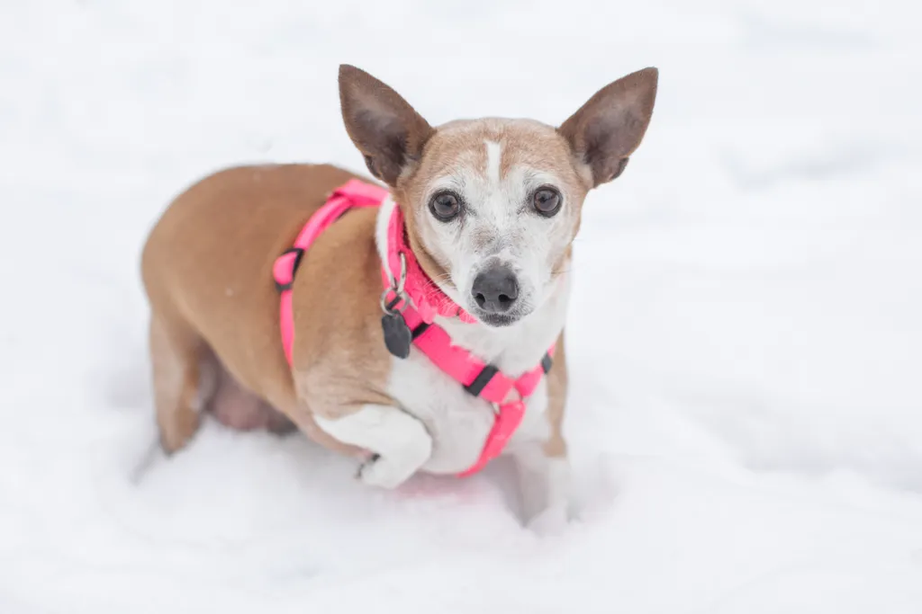 Rescue Photography in 2021, photo 1 of 89