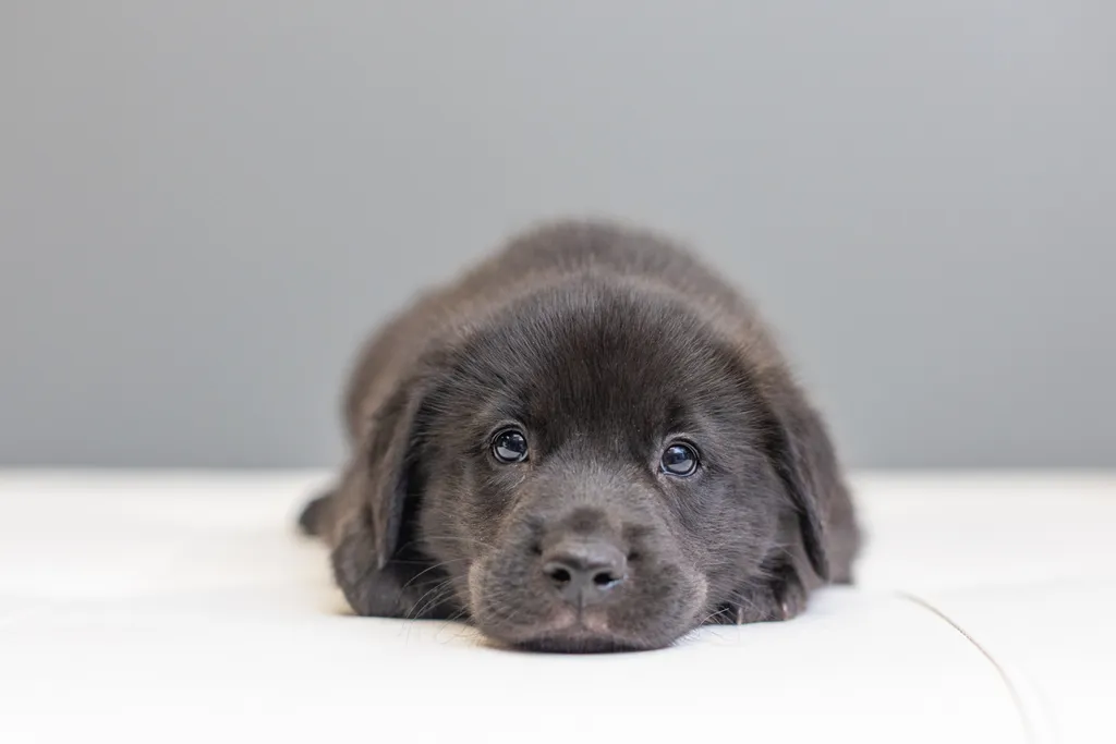 Rescue Photography in 2021, photo 52 of 89