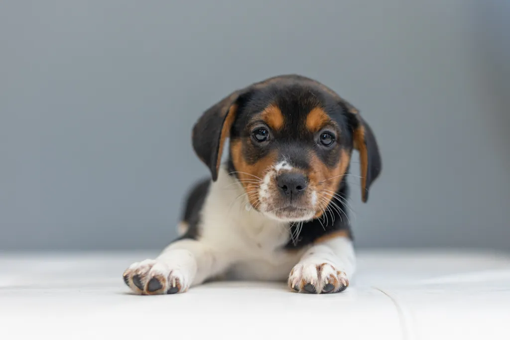Rescue Photography in 2021, photo 55 of 89