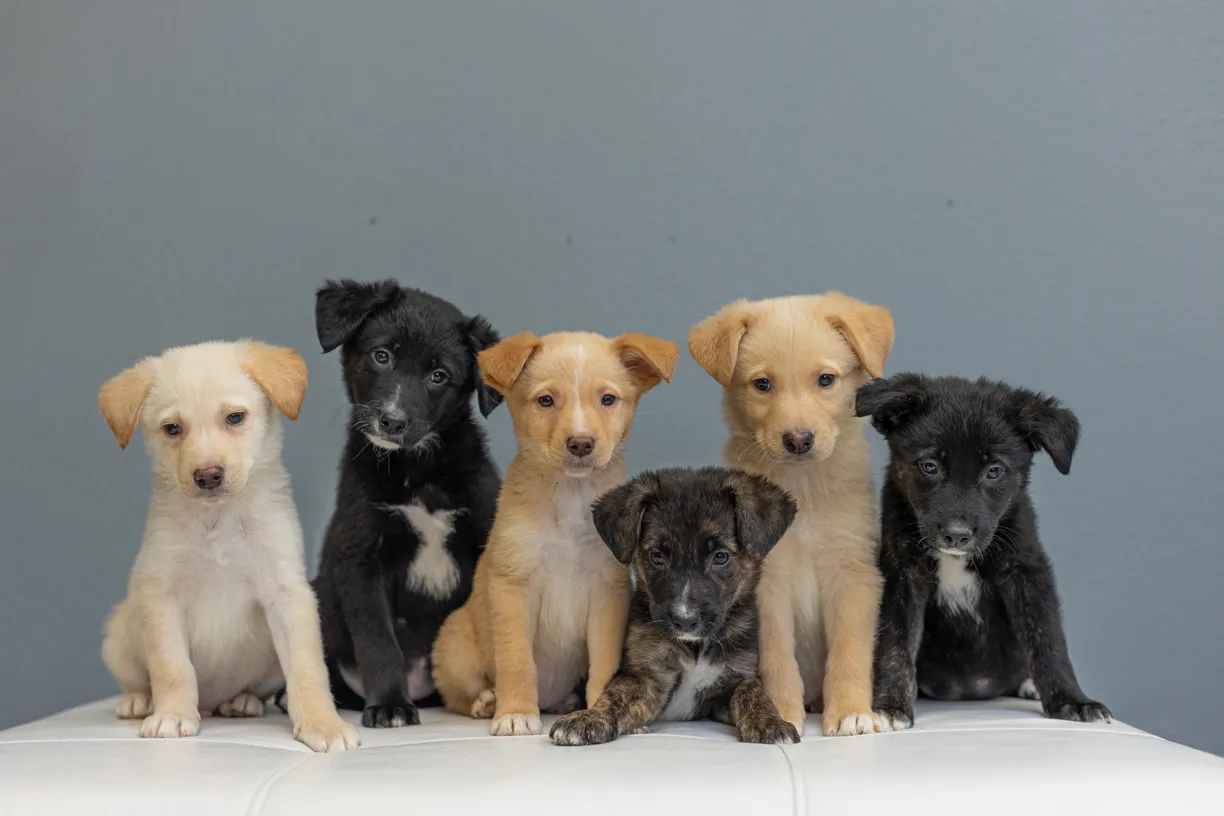 Cover photo for Rescue Photography in 2021