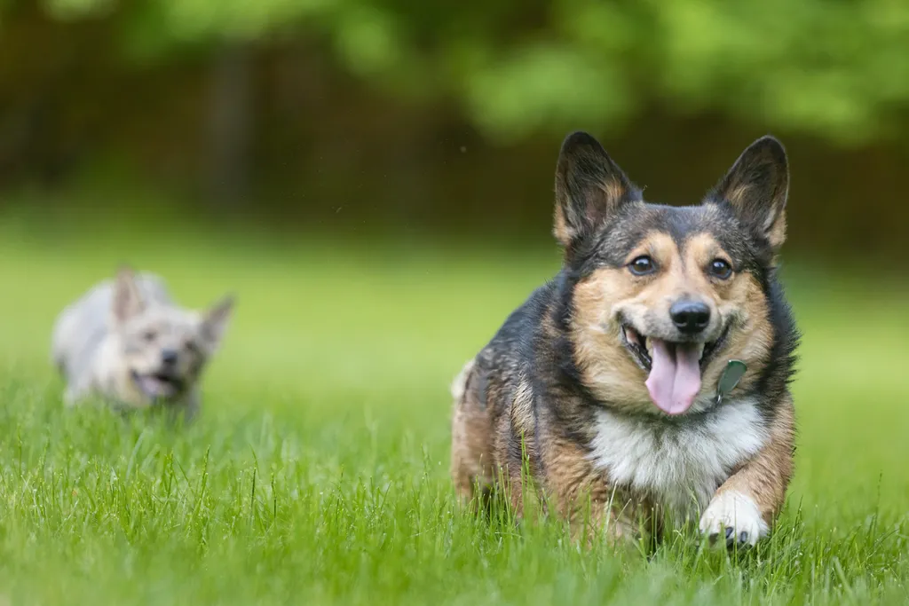 corgi running