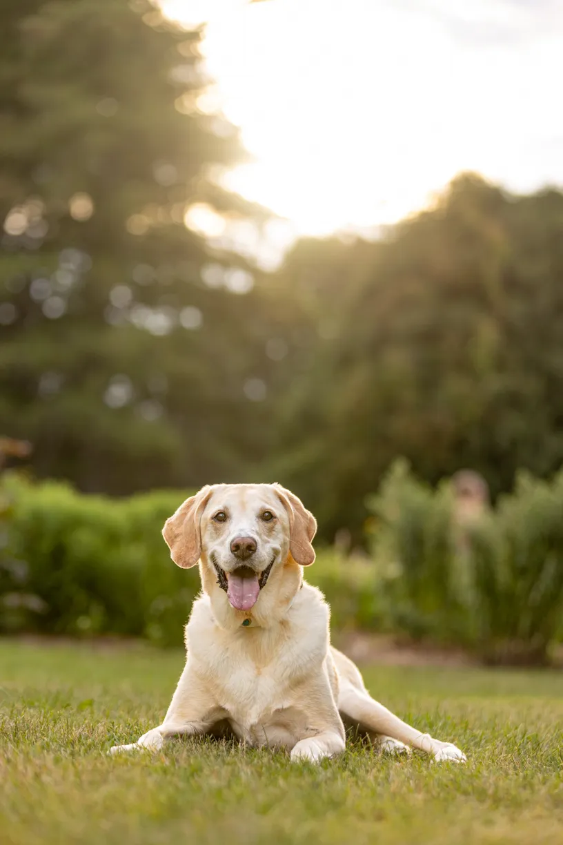 senior dog laying in the grass