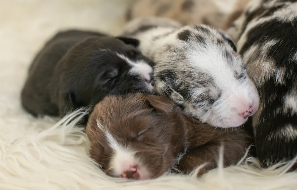 Newborn Puppy Photos: Warrior Dog Rescue, photo 59 of 59