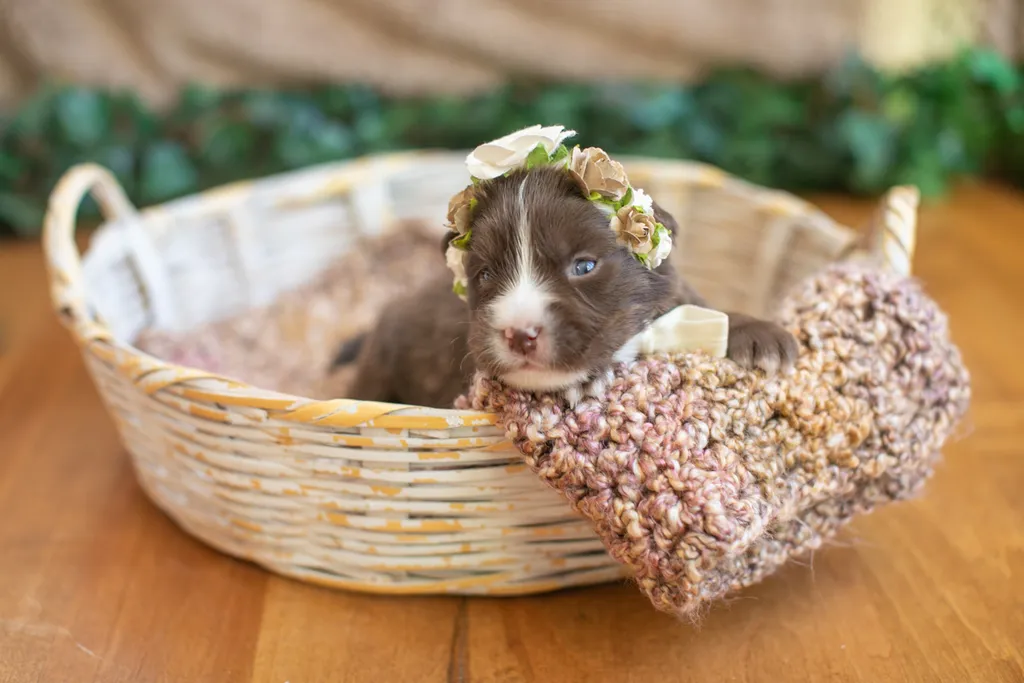 Newborn Puppy Photos: Warrior Dog Rescue, photo 22 of 59