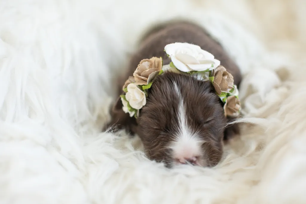 Newborn Puppy Photos: Warrior Dog Rescue, photo 3 of 59
